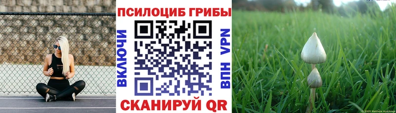 дарнет шоп  Бежецк  Псилоцибиновые грибы мухоморы 